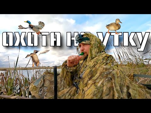 Видео: Охота на утку в октябре! Охота в Сибири. Охота с ИЖ-58. #dkhunter #охотавсибири #охотанауток 