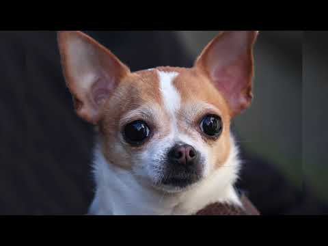 Видео: Чихуахуа. Плюсы и минусы, Цена, Как выбрать, Факты, Уход, История