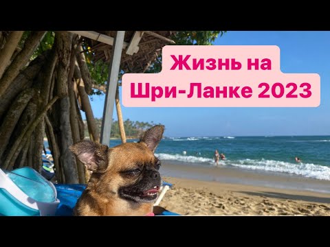 Видео: Переезд на Шри-Ланку 2023 пмж