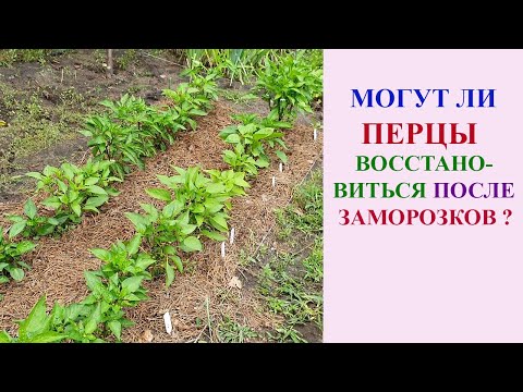 Видео: ПЕРЦЫ ВОССТАНОВИЛИСЬ ПОСЛЕ ЗАМОРОЗКА! БУДЕТ ЛИ УРОЖАЙ?