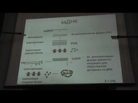 Видео: Карпова О. В. - Вирусология - 9. ДНК-содержащие вирусы. Часть 2