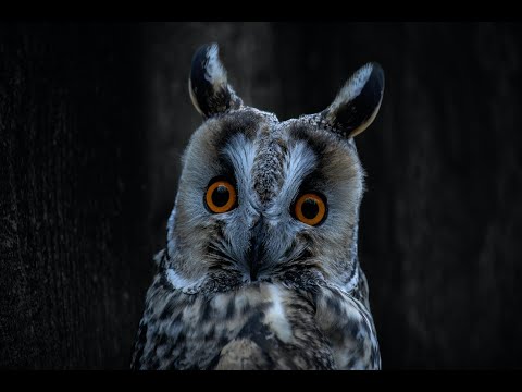 Видео: Пугающие мистические истории [сборник страшилок на ночь]