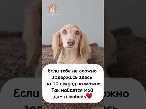 Видео: Хочу найти дом и любовь ♥️ #мем #помощьбездомным #собакадругчеловека