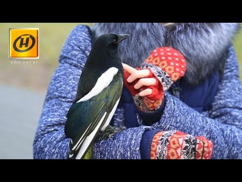 Видео: Домашняя сорока - отличный компаньон или "воровка" с характером