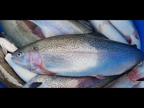 Видео: МОНТАЖ ДЛЯ ЛОВЛИ ФОРЕЛИ НА МАЛЬКА СО ЛЬДА! СОВЕТУЮ ВСЕМ!