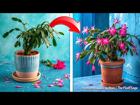 Видео: ДЕКАБРИСТ ОТЦВЕЛ ЧТО ДЕЛАТЬ ДАЛЬШЕ? КАК УХАЖИВАТЬ ЗА ДЕКАБРИСТОМ ПОСЛЕ ЦВЕТЕНИЯ?