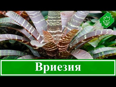 Видео: Цветок вриезия – уход в домашних условиях: пересадка, размножение