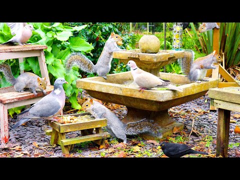 Видео: Тв для кошек 🕊️ Зимнее утро вокруг фонтана для птиц и белок 🐿️ Видео для кошек 4K HDR