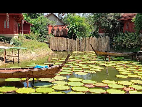 Видео: Пхукет ! Кафе с лотосами. " Ma Doo Bua Cafe".