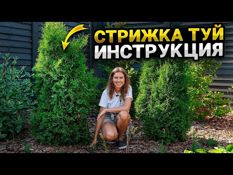 Видео: КАК СТРИЧЬ ТУЮ: БРАБАНТ, СМАРАГД, КОЛУМНА | Обрезка кустарников