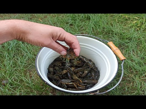 Видео: Как сохранить раков живыми, самый простой способ!!!