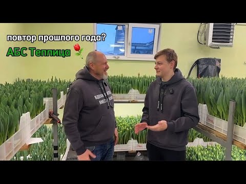 Видео: Как идет выгонка у АБС Теплици? Уже сбор тюльпанов? Проблема с некрозом?