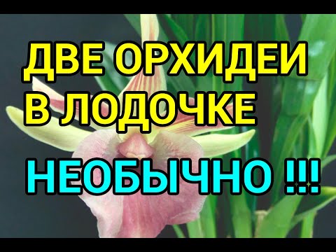 Видео: Две Орхидеи В ЛОДОЧКЕ !!!  Парная Посадка Орхидеи Кохлеантес !!!