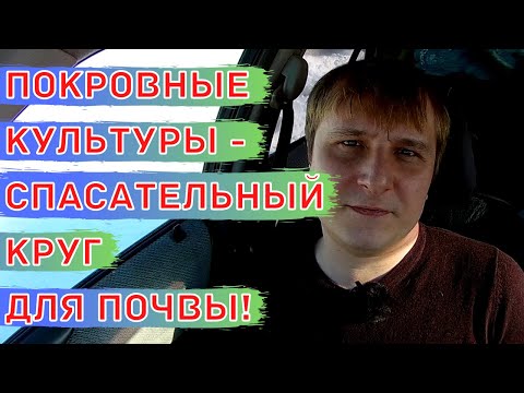 Видео: Покровные культуры. Сидераты