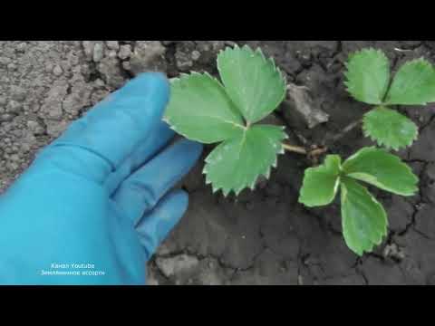 Видео: КАЛИЙНОЕ ГОЛОДАНИЕ  КЛУБНИКИ  СИМПТОМЫ  ПРИЧИНЫ    УСТРАНЕНИЕ ДЕФИЦИТА КАЛИЯ