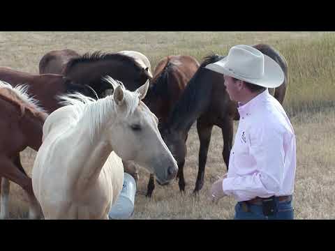 Видео: Понимание стадного поведения