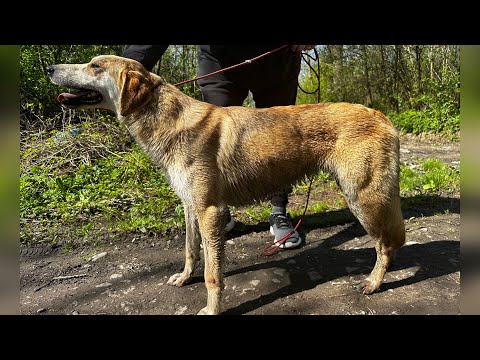 Видео: РГ Свірель по лисиці