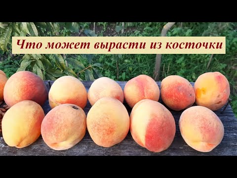 Видео: Персики из косточки