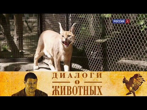 Видео: Новосибирский зоопарк. Серия 14 // Диалоги о животных  @SMOTRIM_KULTURA  ​