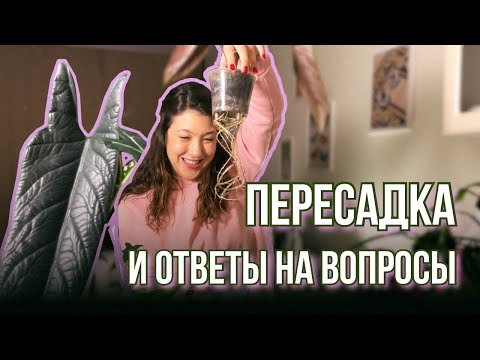Видео: Пересадка и ответы на вопросы