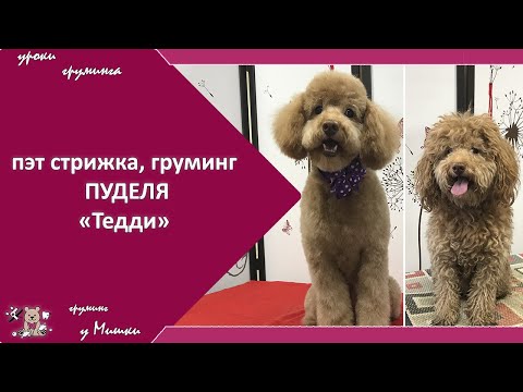 Видео: Азиатская стрижка и груминг пуделя, видео №1. Как подстричь пуделя. "Мячик". Уроки груминга.