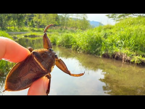 Видео: Мы поймали гигантского водяного клопа — самое редкое водное насекомое в Японии.