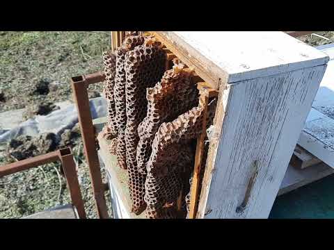 Видео: Начало сезона, 20 февраля. Сжатие гнёзд в малоформатных ульях. #пчеловодонлайн #phelovodonline