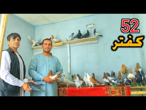 Видео: Голуби в городе Хаджи Наби 52 голубя на продажу || Голуби на продажу || Голуби на продажу