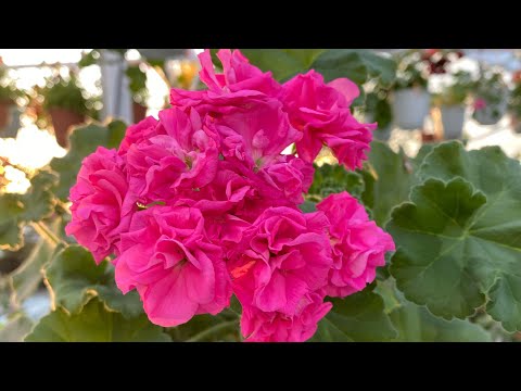 Видео: Болмо гулу | Танкы гулзар | 1-болум