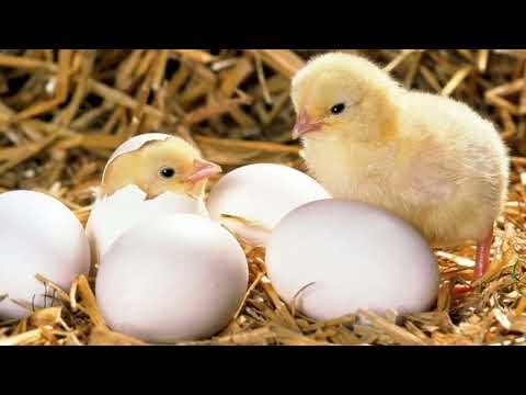 Видео: Ознайомлення з соціумом "Домашні птахи"