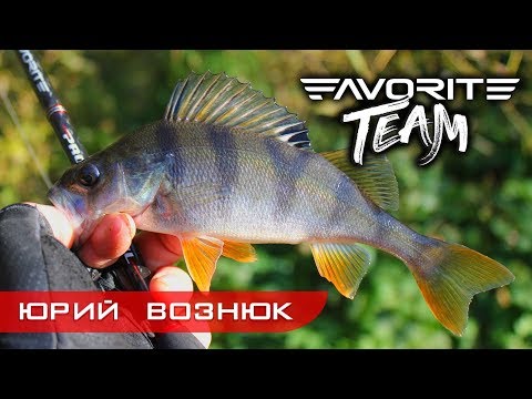 Видео: Favorite Team. Окуневое безумие на малой речке.