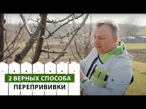 Видео: 2 верных способа перепрививки