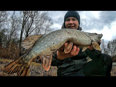 Видео: На що КЛЮЄ ЩУКА взимку??🌨 Спінінг Azura 24 Kinetik 86ML - огляд на риболовлі