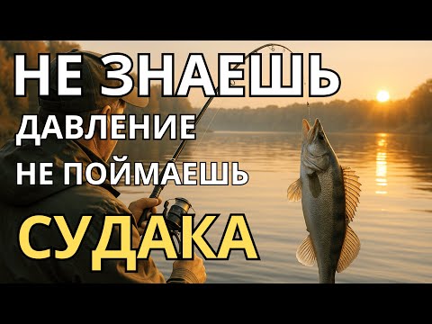 Видео: Как поймать больше судака осенью легко