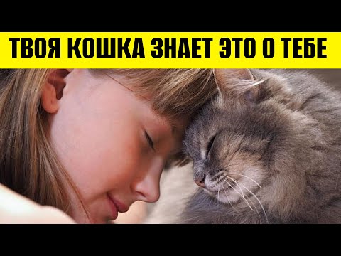 Видео: КАК МНОГО ВАША КОШКА ЗНАЕТ О ВАС?