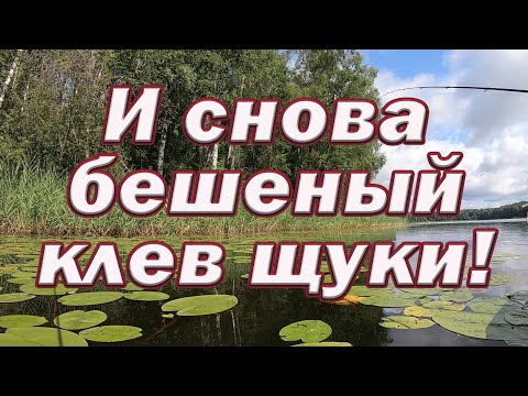 Видео: НА Каждом забросе -УДАР! Снова Бешеный КЛЁВ ЩУКИ! Секрет в ПРИМАНКЕ или ПРОВОДКЕ !