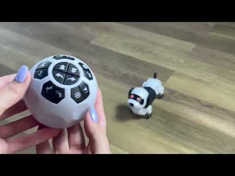 Видео: Такса Робот