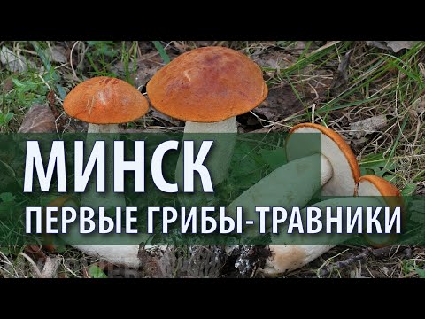 Видео: Грибы-травники. Подосиновик, дубовик, свинушка, навозник, трутовик серно-жёлтый. РБ Минск 30.05.2024