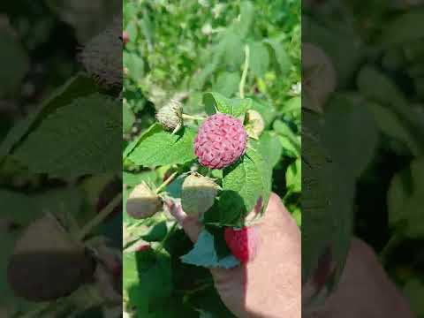 Видео: Полісся, полонез, маравіла -  перший рік посадки.