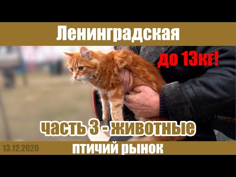 Видео: Птичий рынок. Станица Ленинградская. Часть 3 - животные. [13.12.2020]