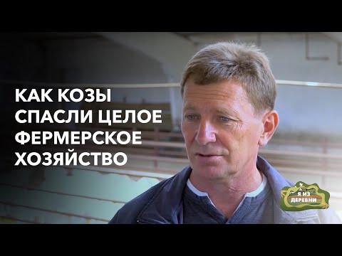 Видео: Сделал ставку на свиней, но выручили козы. «Я из деревни». Фермер с х. Лизаветин