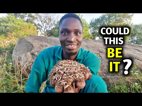 Видео: Выращивание опарышей в качестве ДЕШЕВОГО КОРМА ДЛЯ КУРИЦ | Личинки мухи-чёрной львинки