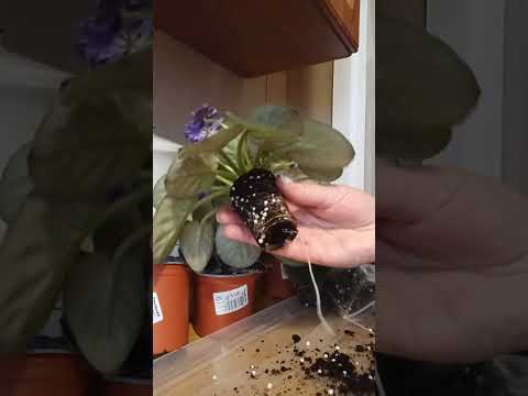 Видео: Немає терпіння, треба пересадити новинки 🌸