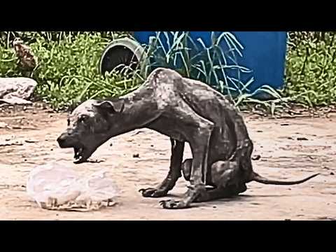 Видео: Он живёт возле мусорного бака как зомби-пёс. Никто не подходит и никому нет до него дела.