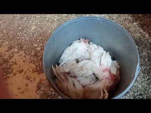 Видео: Стоит ли объединять птенцов разного возраста  и вида?Или как цыплята на перепелят поохотились....