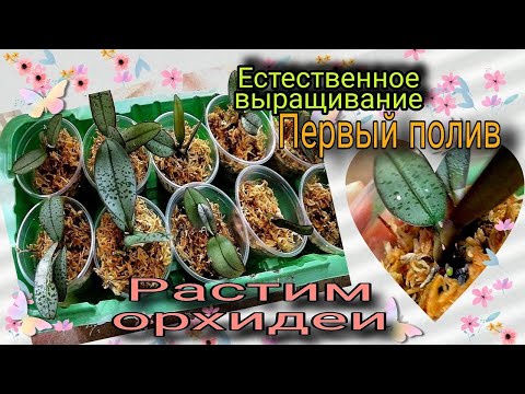 Видео: Сеянцы из фласки Phal Schillerianasilver leavesxStuartiana var nobilis  Рост корней.  Первый полив.