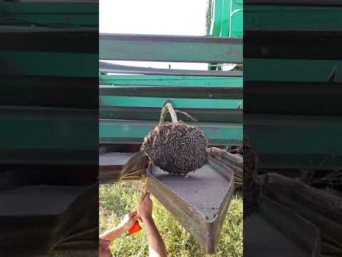 Видео: Понижение сортности при уборке подсолнечника.