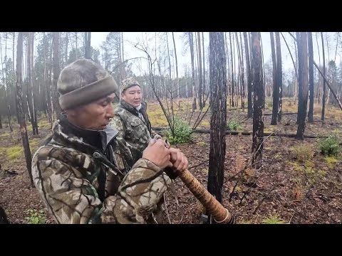 Видео: Охота на изюбря на реву в Олекминском районе в гостях у Афанасия