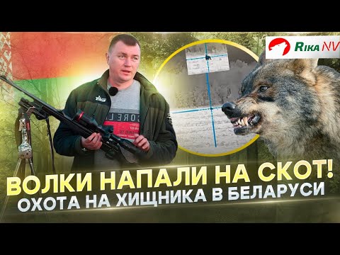 Видео: Волки напали на скот! Регулирование численности с Олегом Крупицей. Охота с Олегом Крупицей