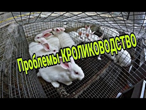 Видео: Проблемы КРОЛИКОВОДСТВА. Обзор крольчатника.